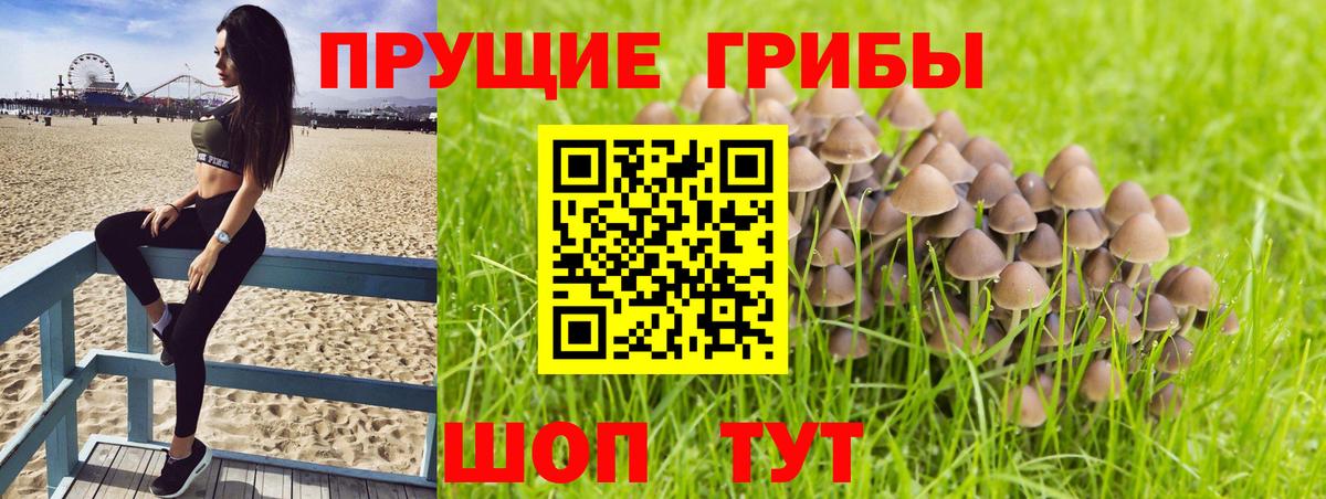 что такое наркотик  Вход с VPN  Гусиноозёрск  Галлюциногенные грибы Psilocybe 
